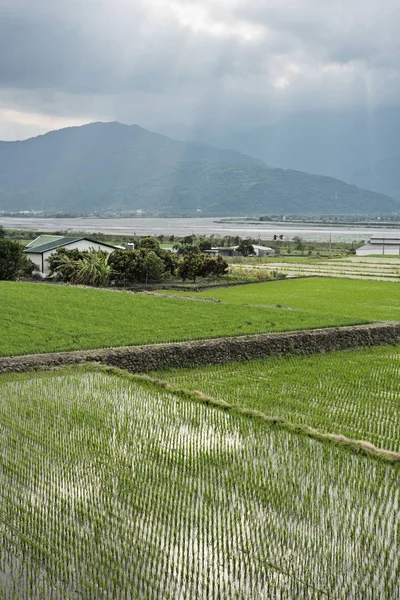 Landsbygdens Landskap Gröna Paddy Gård — Stockfoto