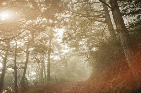 Paisagem Floresta Com Névoa Ninguém Caminho — Fotografia de Stock