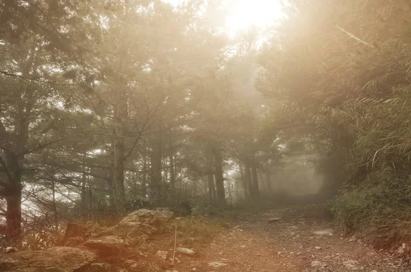 Paisagem Floresta Com Névoa Ninguém Caminho — Fotografia de Stock