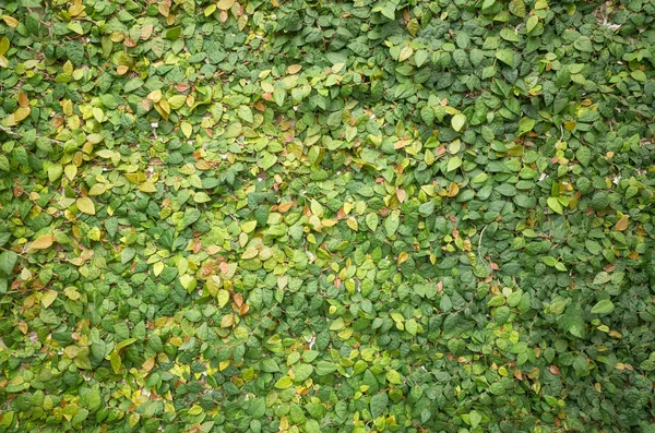 Grüne Wand Mit Efeu Hintergrund — Stockfoto