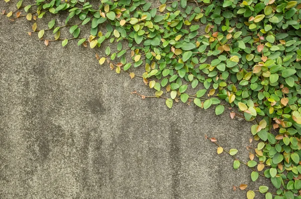 Parete Grigia Con Sfondo Edera Verde — Foto Stock