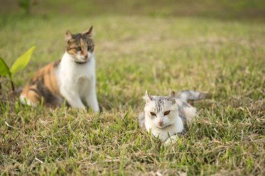 iki aile, genç kedi ve annesi açık kedi