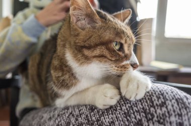 Cep telefonu olan bir kedi, yaşlı bir kedi bir kadının kalçasına oturur..