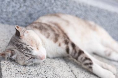 Genç gri kedi yerde uyuyor.