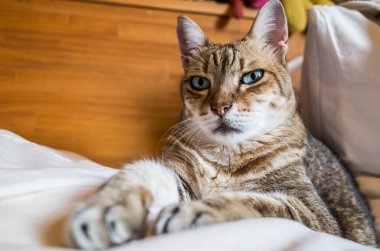 Tembel ve komik tekir kedi evde bir yatakta kal.