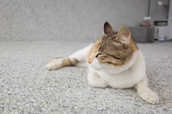 Gato Sentarse Pasillo Exterior —  Fotos de Stock