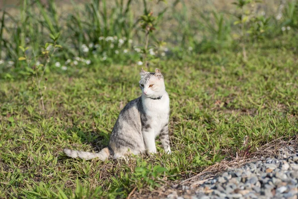 Cat Sit Grassland Outdoor — Stock Photo, Image