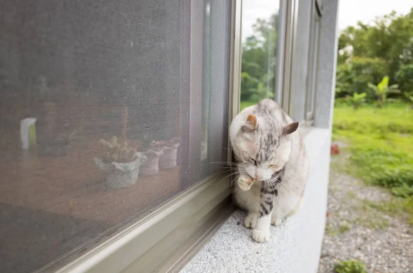 Голова Котячої Мийки Біля Вікна — стокове фото