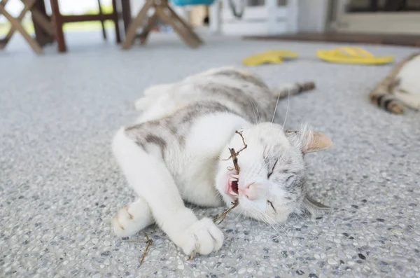 바닥에 스틱을 고양이 — 스톡 사진