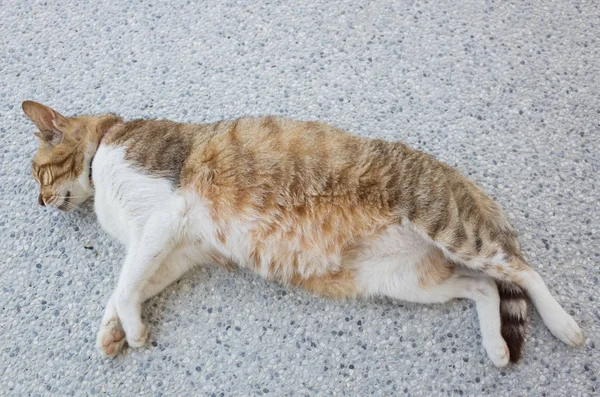 Kočka Domácí Spát Zemi — Stock fotografie