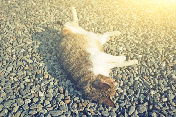 Gordura Tabby Gato Sono Chão Com Pose Engraçada — Fotografia de Stock