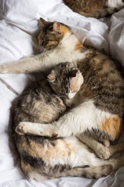 Bonito Doméstico Pouco Gato Deitado Cama Com Ela Família — Fotografia de Stock