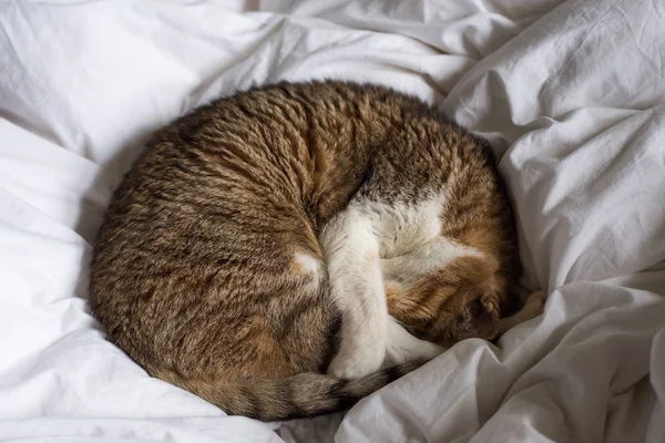 tabby fat cat lying a circle on bed in house