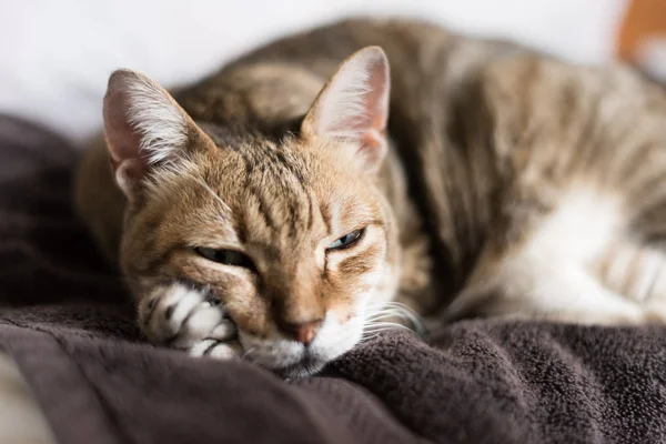 Preguiçoso Engraçado Tabby Gato Ficar Uma Cama Casa — Fotografia de Stock