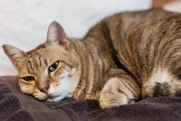 Tembel ve komik tekir kedi evde bir yatakta kal.