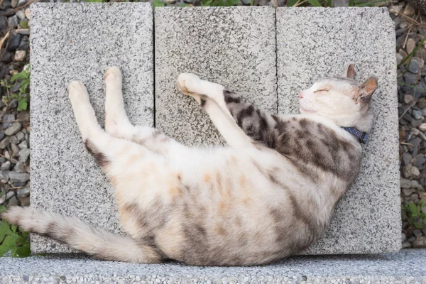 若い灰色の猫が地面で眠り — ストック写真