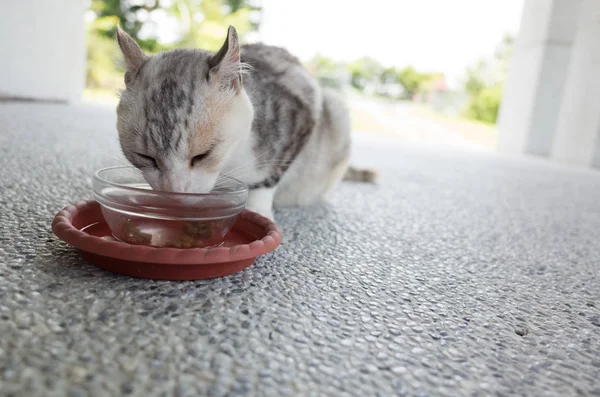 cat eat, closeup image of domestic cat eat food