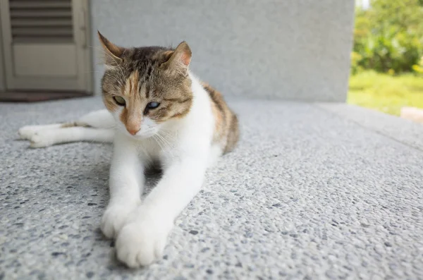 Stanco Piccolo Gatto Sonnecchiare Dormire All Esterno — Foto Stock