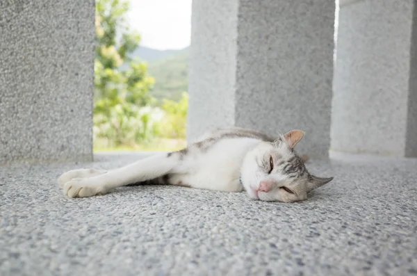 Jovem Gato Cinza Dormir Chão — Fotografia de Stock