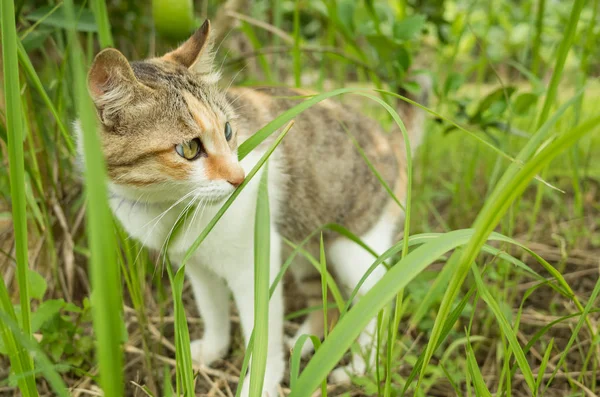 Çayırda kedi, dışarıda evcil kedi.