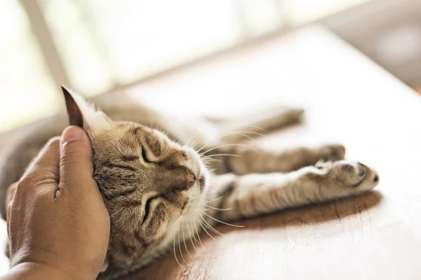 Fat Tabby Cat Sleep Table Indoor — Stock Photo, Image