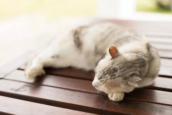 Cansado Pequeno Gato Doze Dormir Exterior — Fotografia de Stock