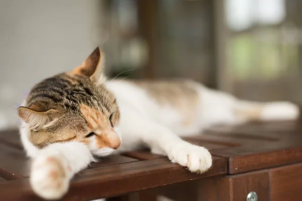 Cansado Pequeno Gato Doze Dormir Exterior — Fotografia de Stock