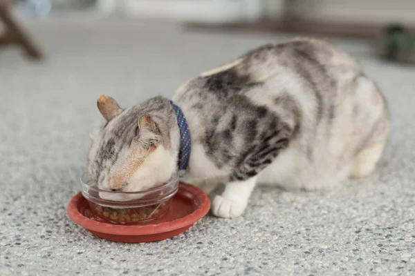 cat eat, closeup image of domestic cat eat food