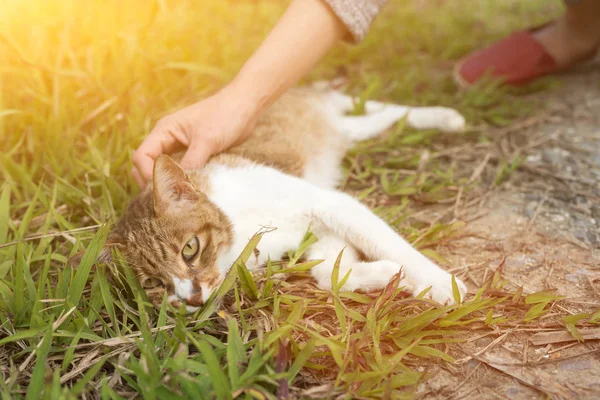 Γυναίκα Αγγίξει Μια Γάτα Στην Εξωτερική — Φωτογραφία Αρχείου