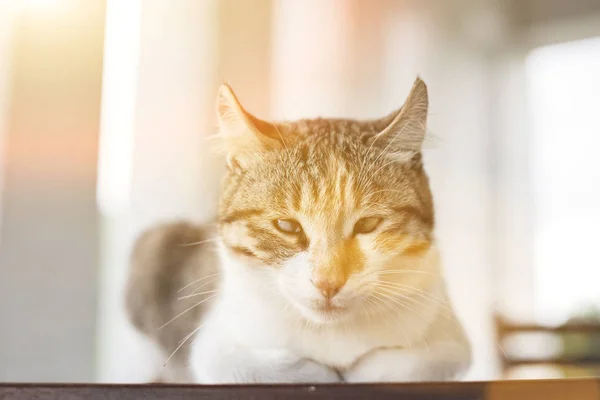 Одинокая Молодая Кошка Подождите Посидите Столе Открытом Воздухе — стоковое фото