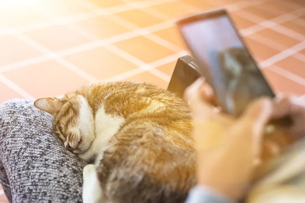 Cep telefonu olan bir kedi, yaşlı bir kedi bir kadının kalçasına oturur..