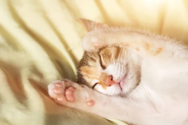 Kis Macska Alvás Ágyban — Stock Fotó