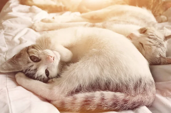 Милая Домашняя Кошечка Лежащая Постели Своей Семьей — стоковое фото