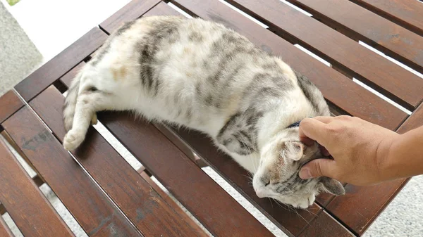 Toccare Gatto Addormentato Sdraiato Sulla Scrivania Legno All Aperto — Foto Stock