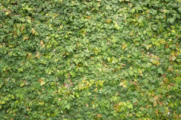 Grüne Wand Mit Efeu Hintergrund — Stockfoto