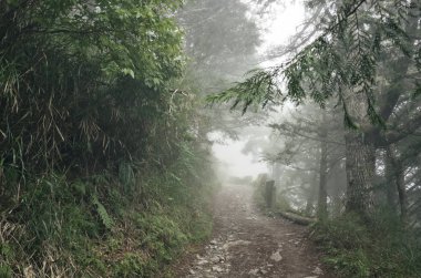 manzara orman sis ve kimse yolda