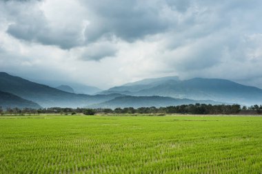 yeşil paddy çiftlik kırsal manzara