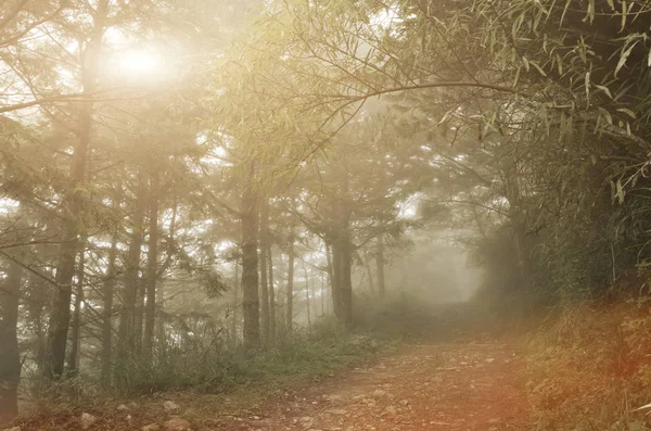 森林的景观与薄雾和没有人在道路上 — 图库照片