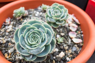 yeşil küçük kaktüs pot koleksiyonu, portre resim