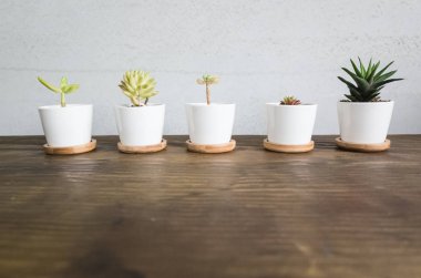 yeşil küçük kaktüs pot koleksiyonu, portre resim