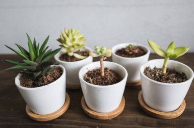 yeşil küçük kaktüs pot koleksiyonu, portre resim