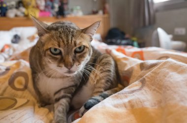 Tekir şişman kedi evde yatakta yatarken