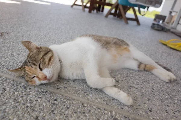 Domestic Cat Sleep Ground — Stock Photo, Image