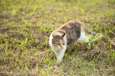 Çayırda kedi, dışarıda evcil kedi.