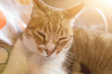 Tekir şişman kedi evde yatakta yatarken