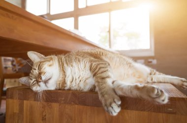 bir iskemle evde tembel tekir kedi uyku