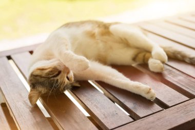 Yorgun küçük kedi uyur ve dışarıda uyur.