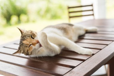 küçük kedi kaşıntılı ve dış uykusunda yorgun