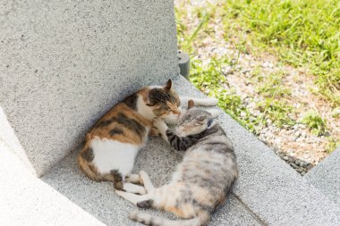 Genç kedi dışarıdaki kulakları temizlemek için annesini yalıyor.