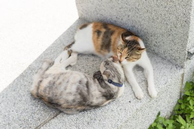 Genç kedi dışarıdaki kulakları temizlemek için annesini yalıyor.